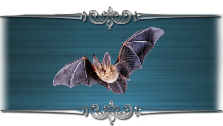 Nietoperz